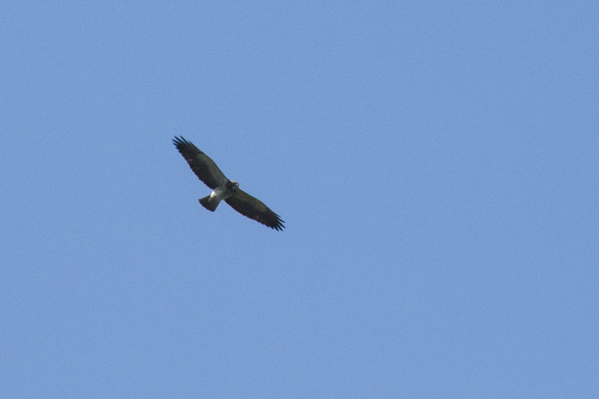 Swainson's Hawk - ML49222591