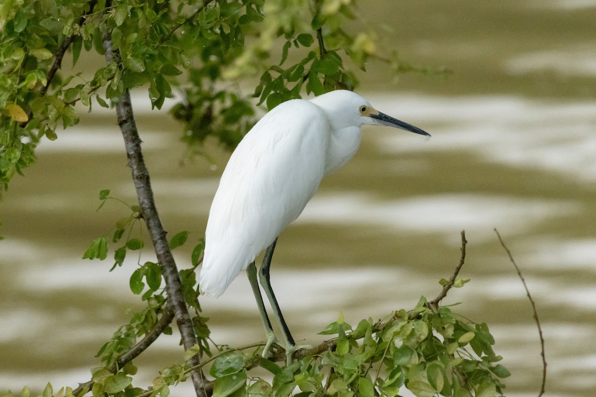 Snowy Egret - ML492226411