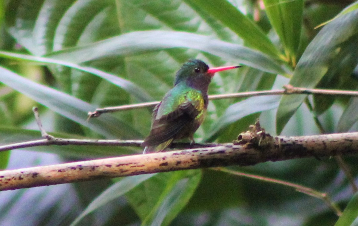 Blue-throated Goldentail - Nestor Herrera