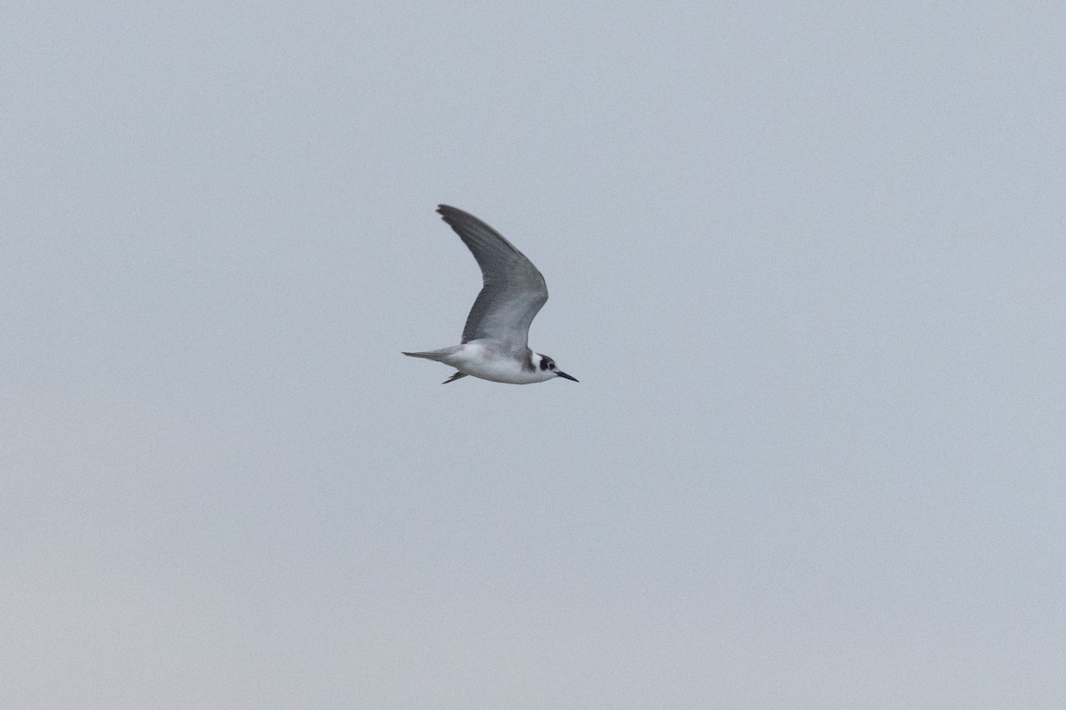 Black Tern - John  Bernal