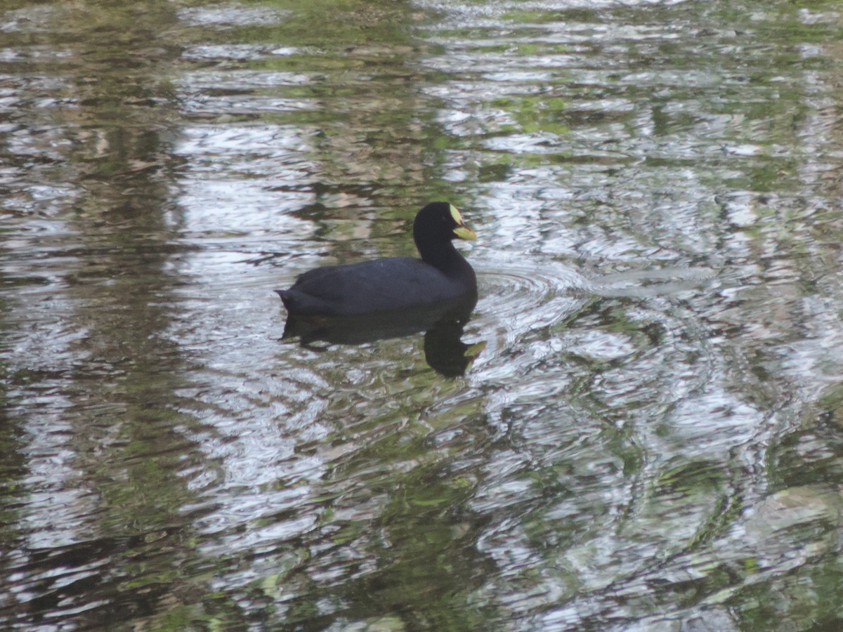 Red-gartered Coot - ML492227391
