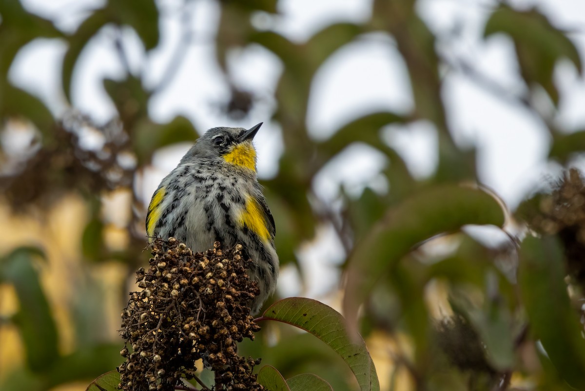 Yellow-rumped Warbler (Audubon's) - Kalpesh Krishna