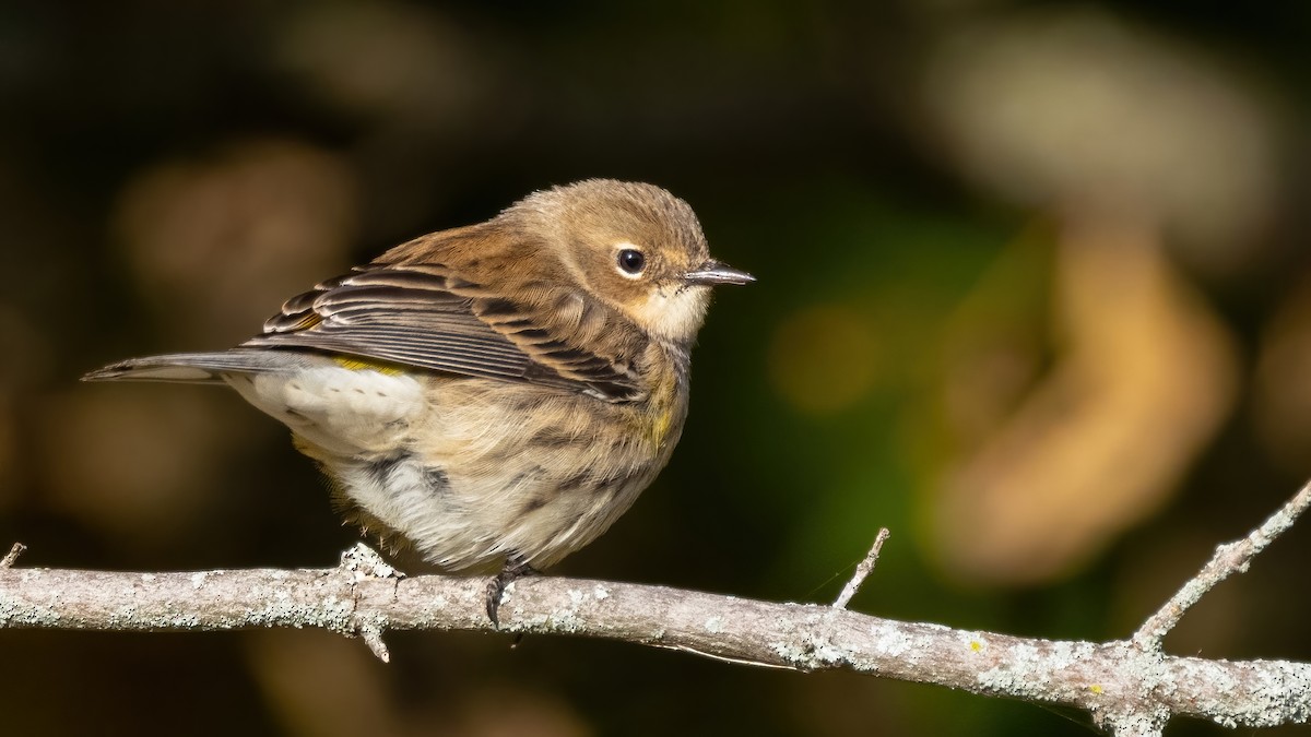 Yellow-rumped Warbler (Myrtle) - ML492227741