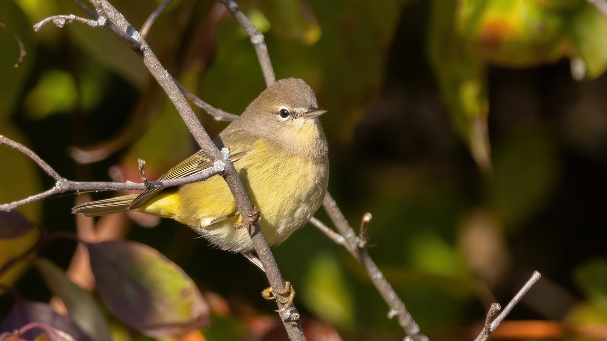 Orange-crowned Warbler - ML492227821