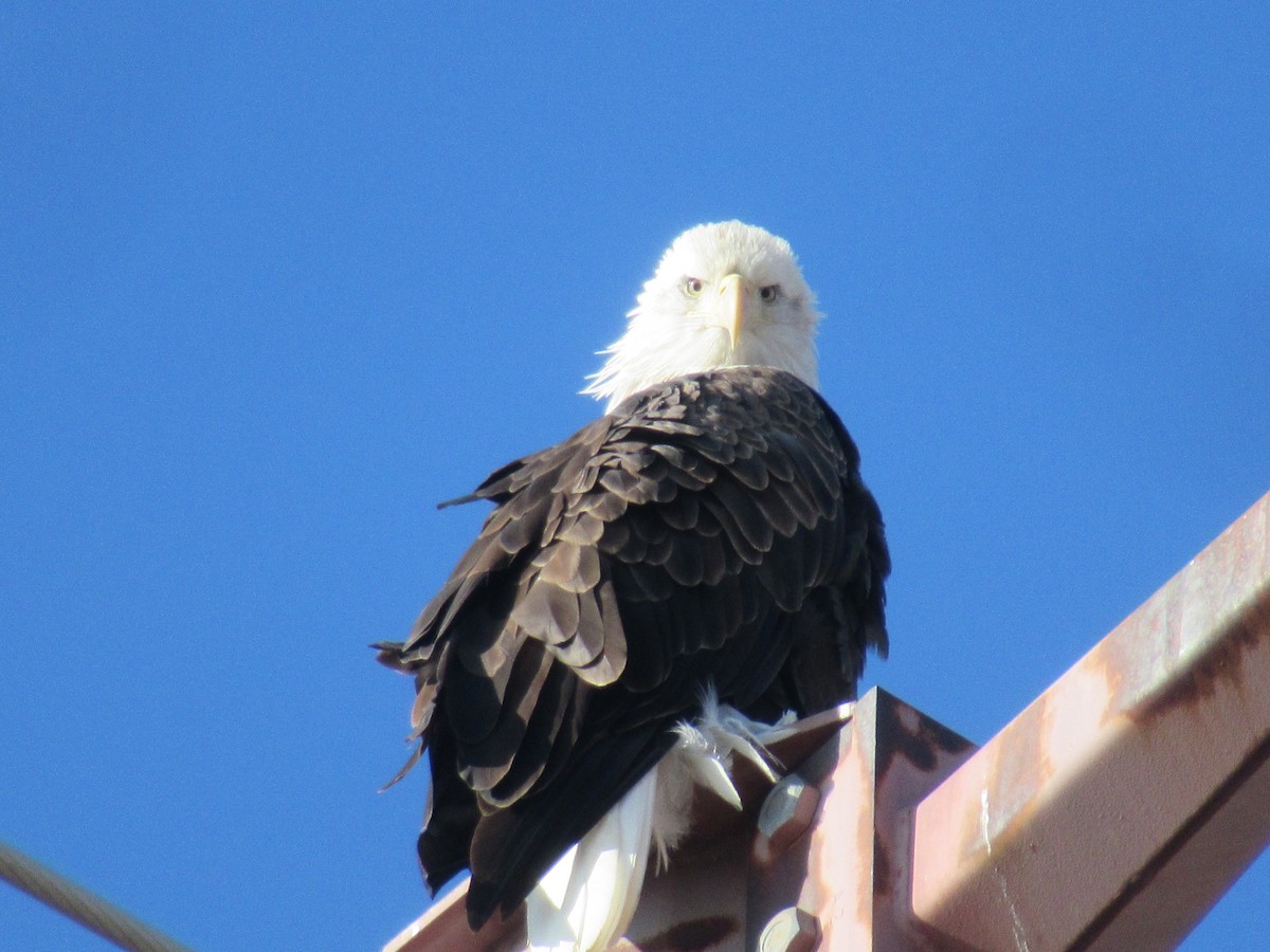 Bald Eagle - Felice  Lyons