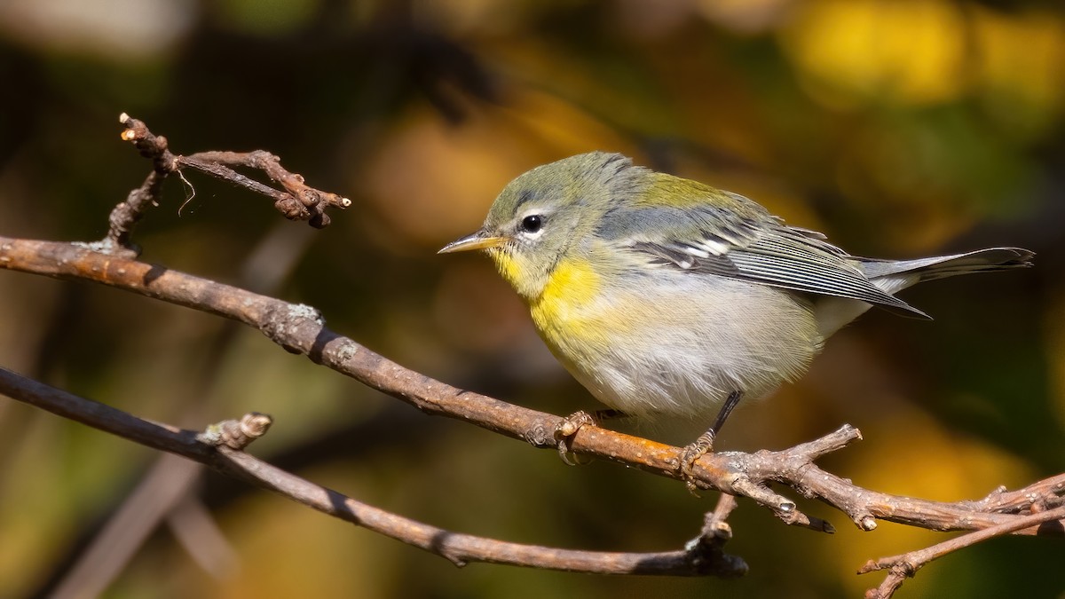 Northern Parula - ML492228121