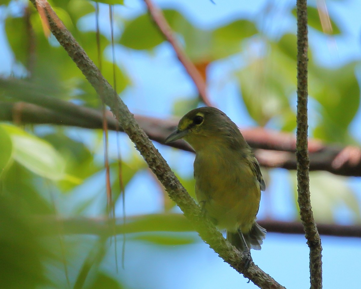 Thick-billed Vireo - Bruce Robinson