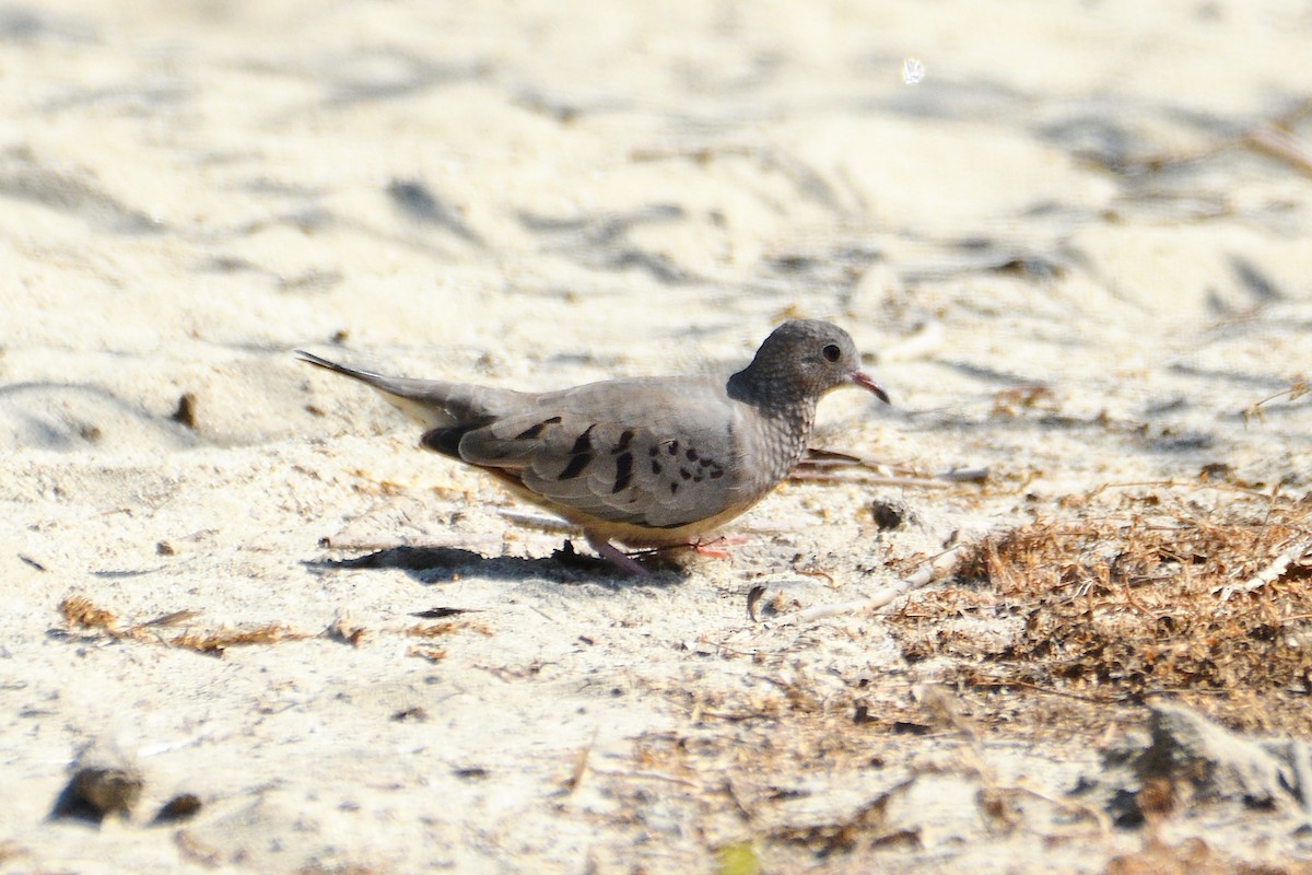 Common Ground Dove - ML492228911