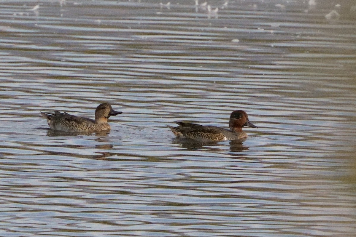 Green-winged Teal - Mitchell Dart