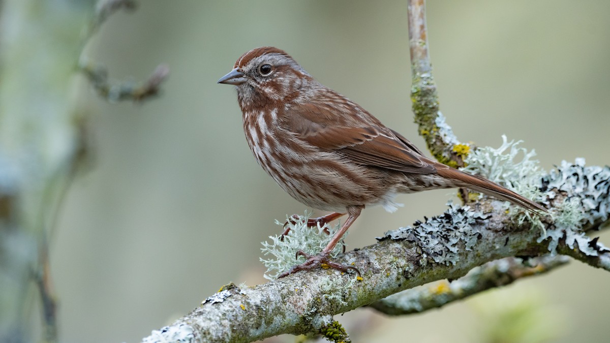 Song Sparrow - ML492230761