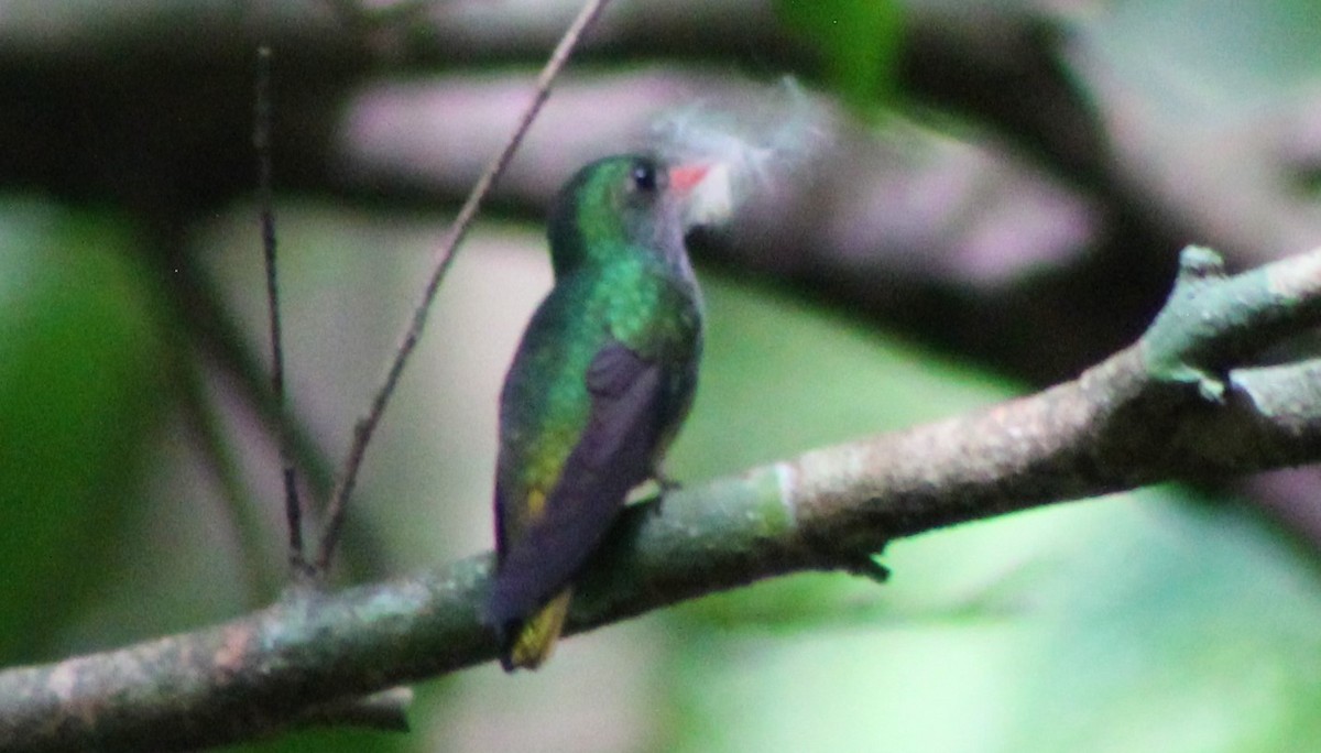 Blue-throated Goldentail - ML492230771