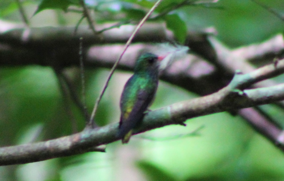 Blue-throated Goldentail - ML492230781