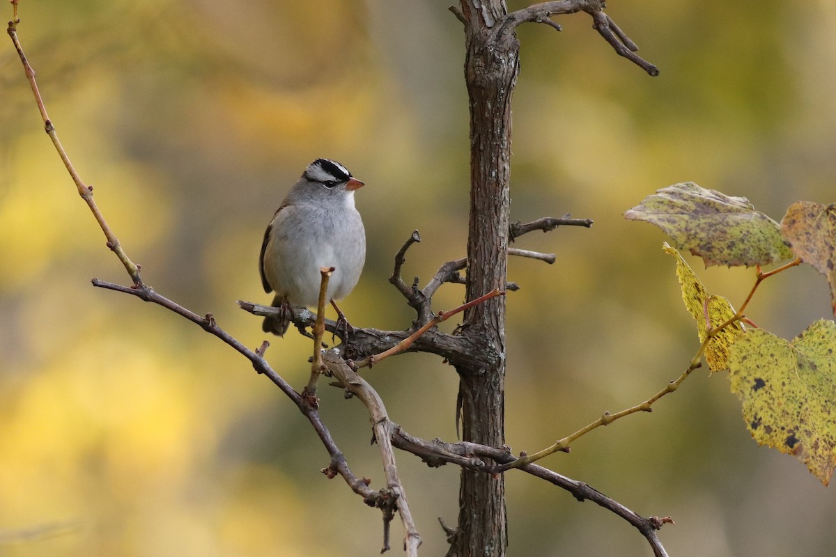 White-crowned Sparrow - ML492231331