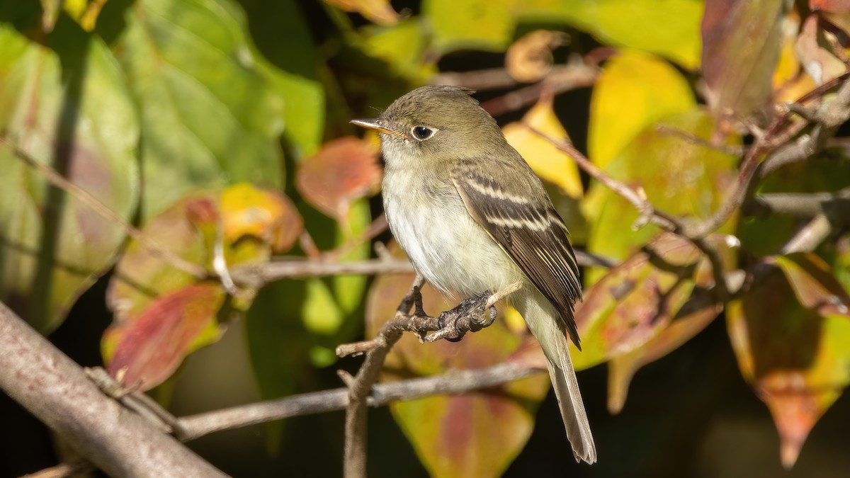 Least Flycatcher - ML492231501