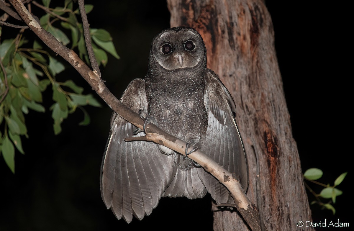 Sooty Owl (Greater) - ML492231821