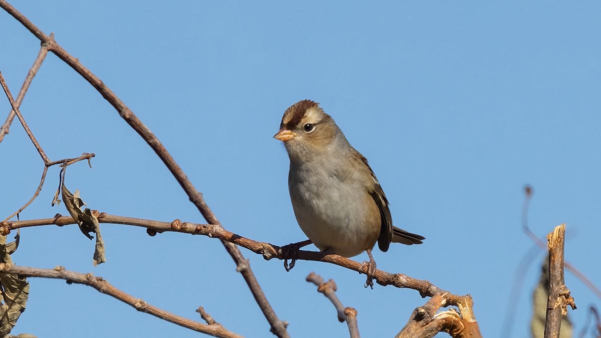 White-crowned Sparrow - ML492232911