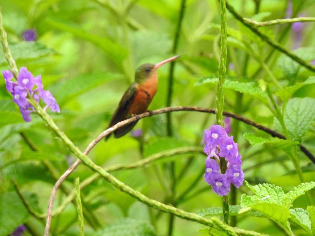 Tarçın Renkli Kolibri - ML492233081