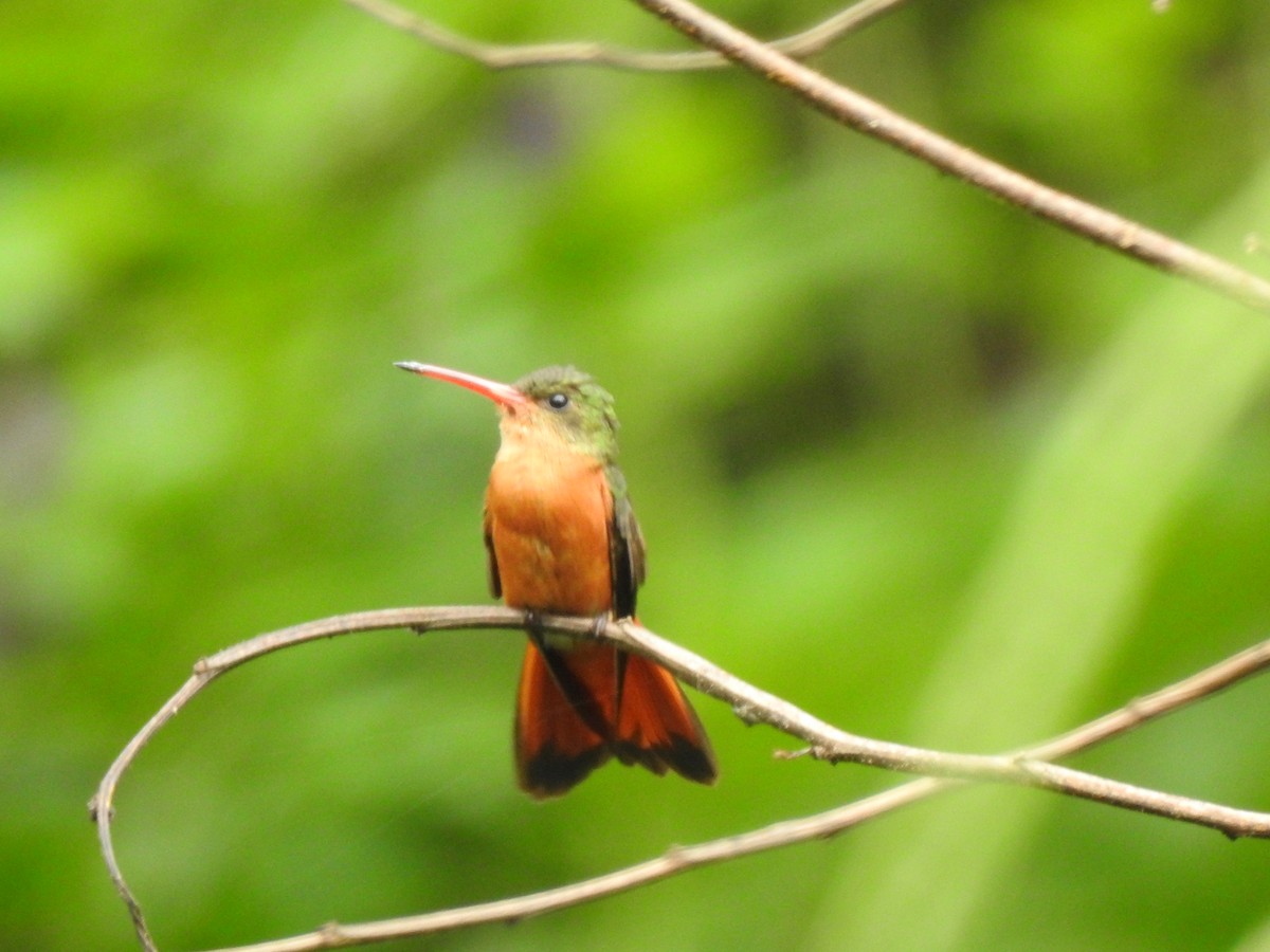 Cinnamon Hummingbird - Heidi Pasch de Viteri