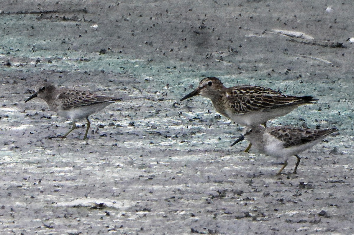 Pectoral Sandpiper - ML492233201