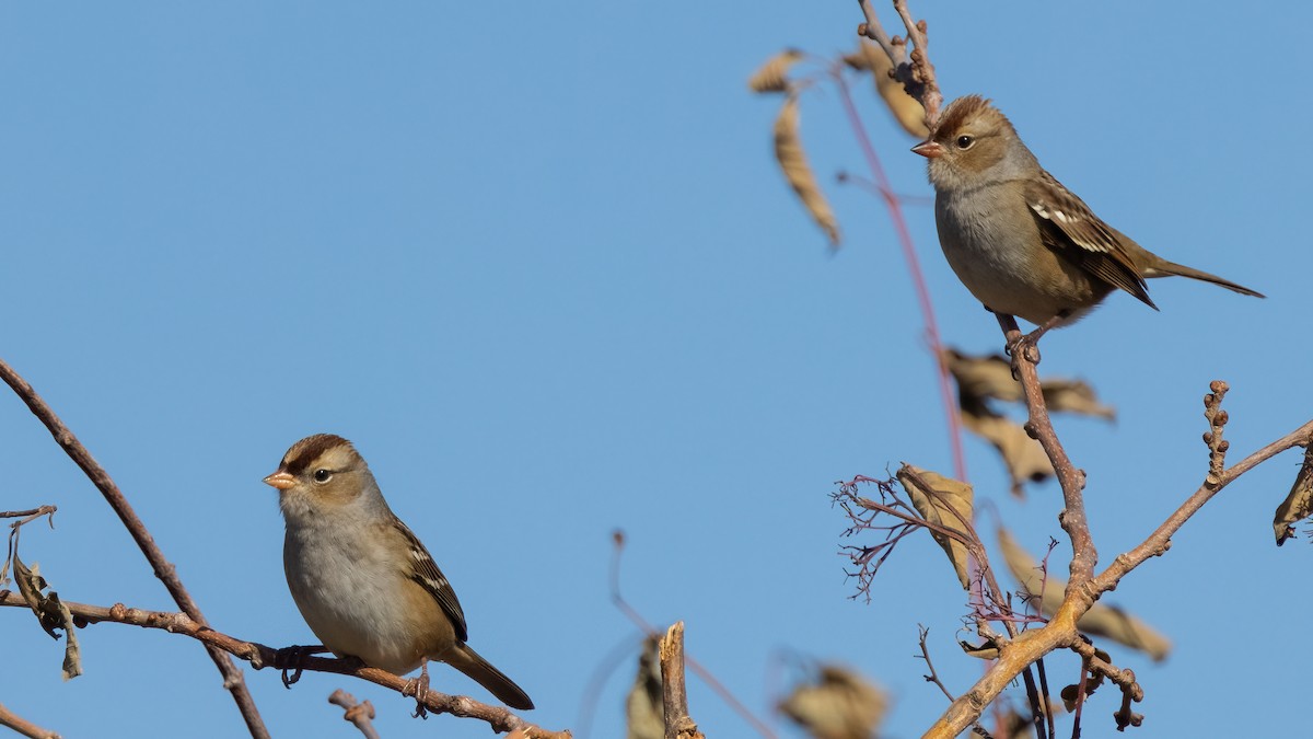 White-crowned Sparrow - ML492233491