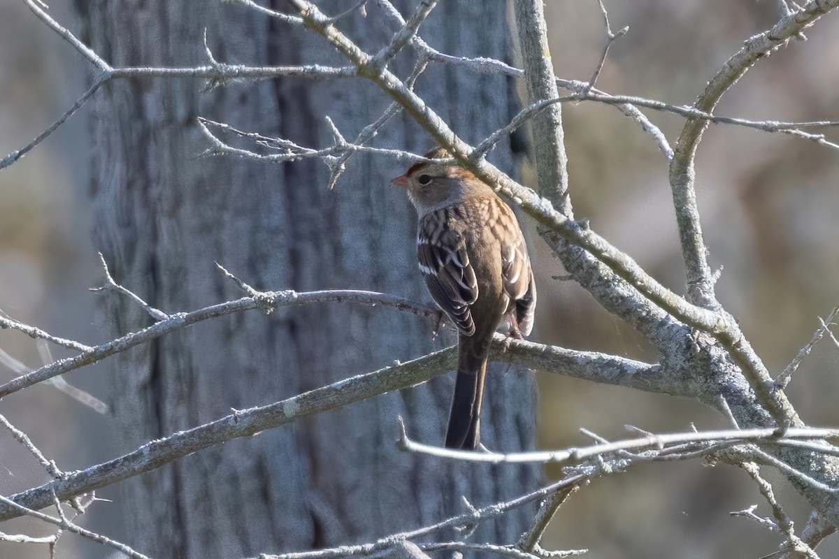Bruant à couronne blanche - ML492233581