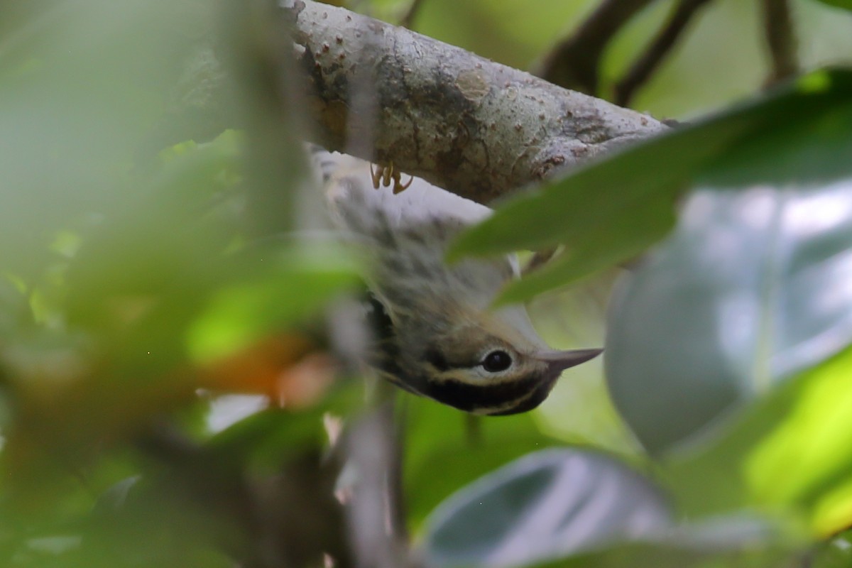 Black-and-white Warbler - Bruce Robinson