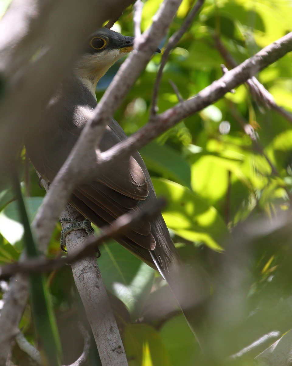 Mangrove Cuckoo - Bruce Robinson