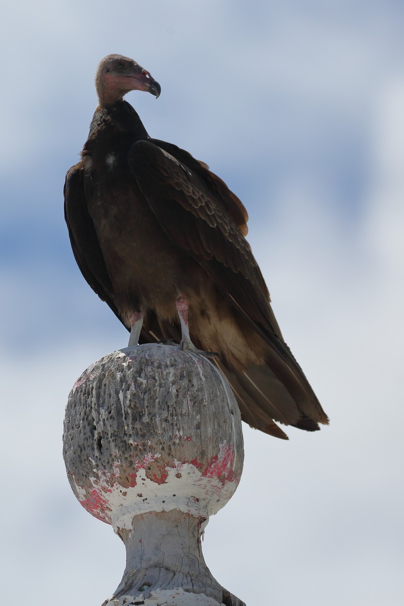 Turkey Vulture - ML492234261