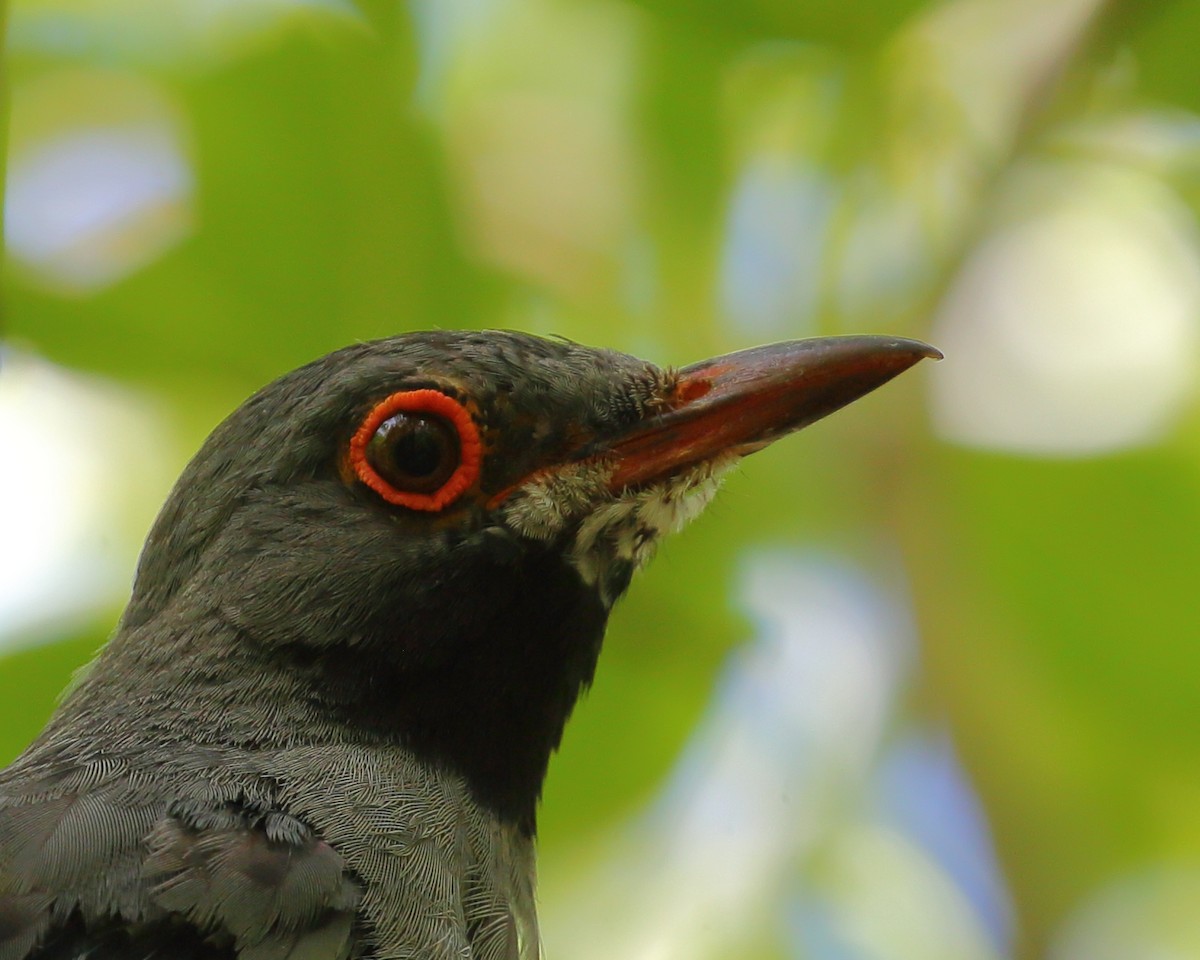 Red-legged Thrush - ML492234611