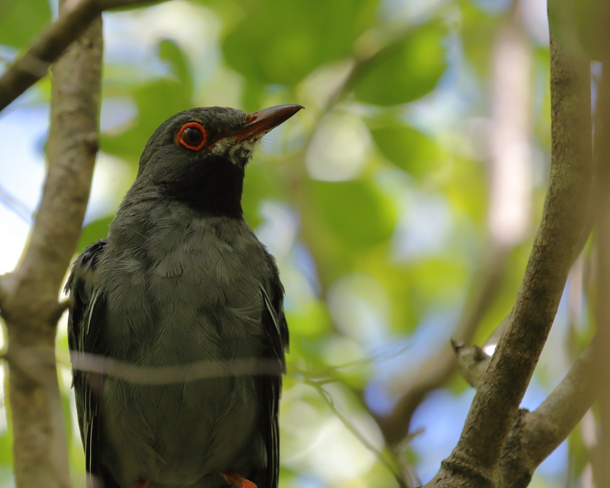 Red-legged Thrush - ML492234661