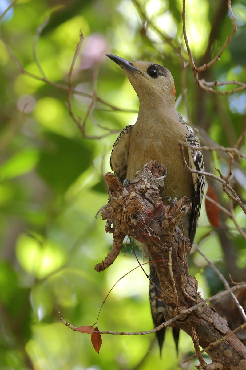West Indian Woodpecker - Bruce Robinson