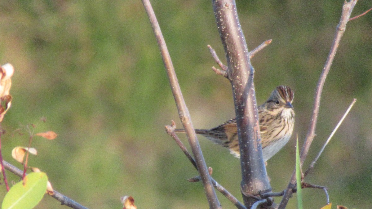 Lincoln's Sparrow - ML492236371