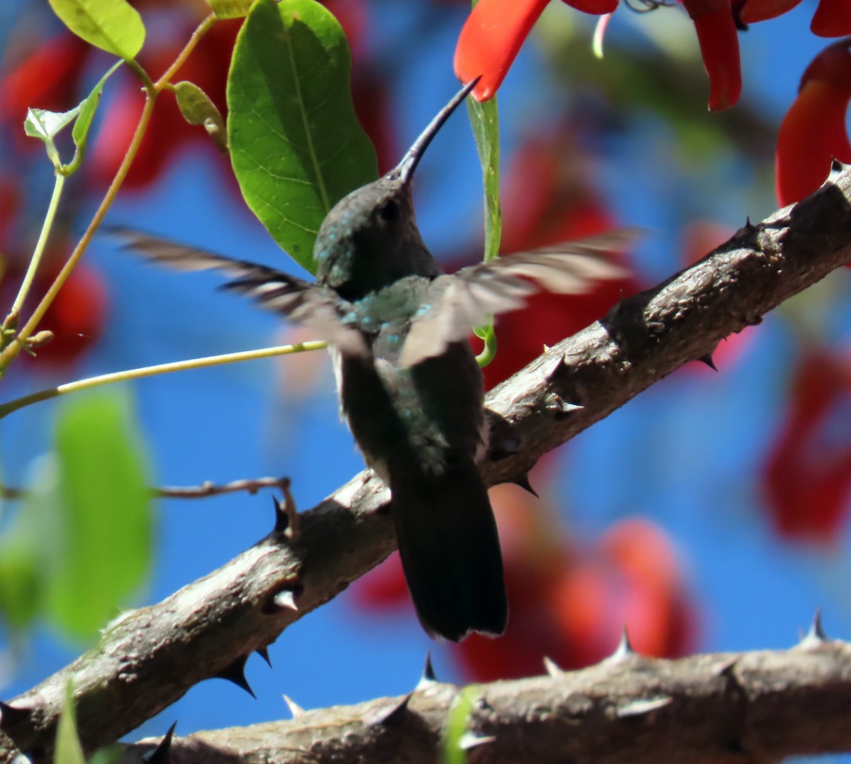 White-bellied Hummingbird - ML492237641