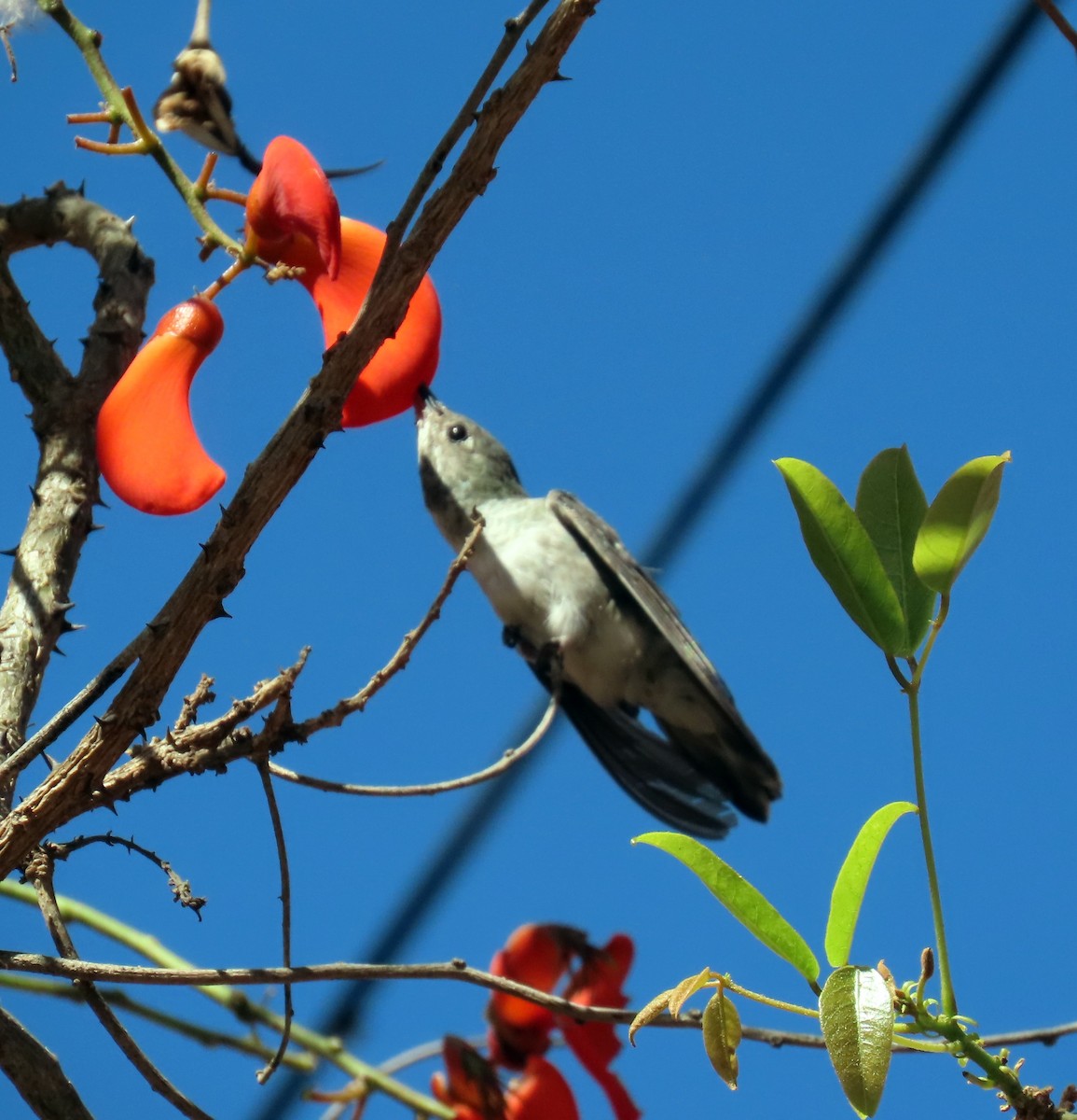 White-bellied Hummingbird - ML492237691