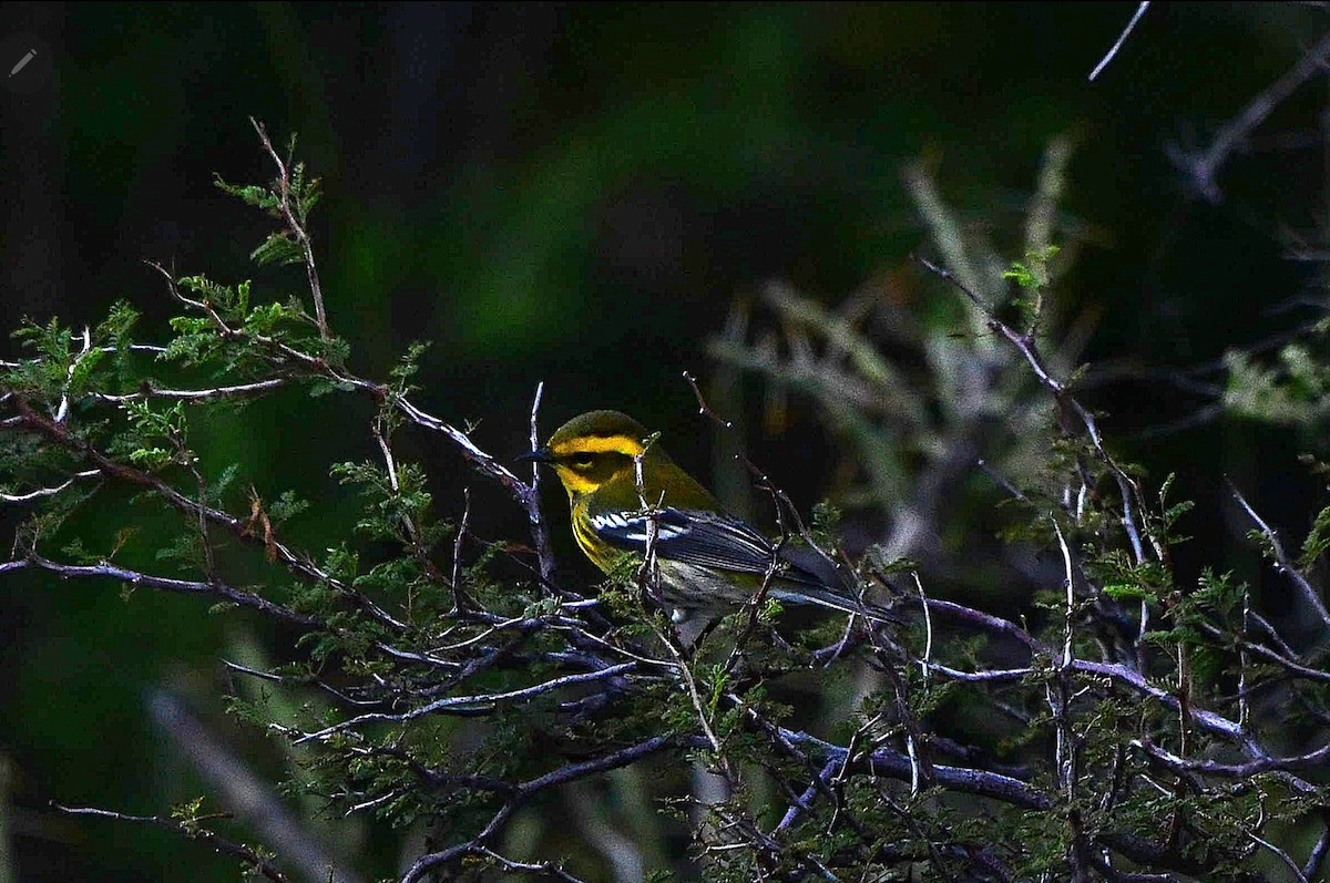 Townsend's Warbler - ML492239421