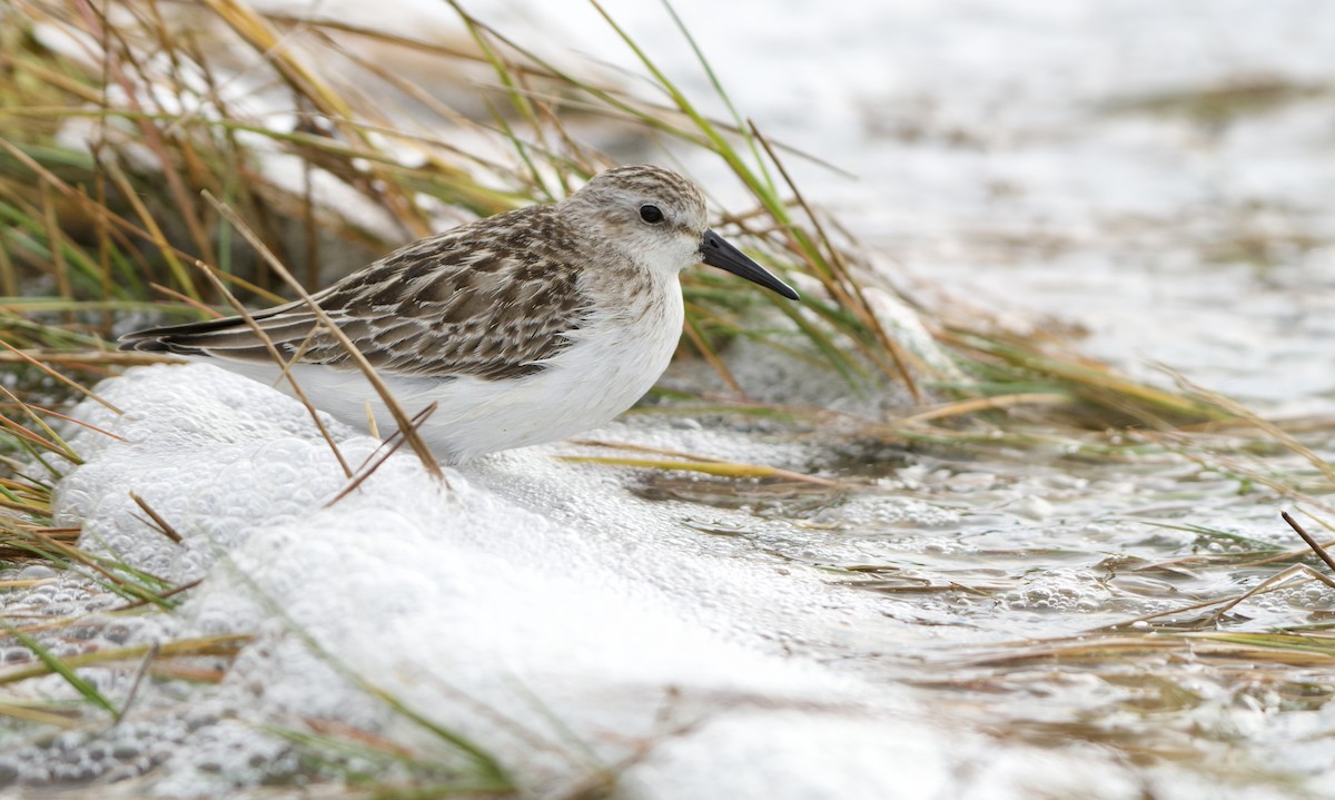 Semipalmated Sandpiper - Weston Barker