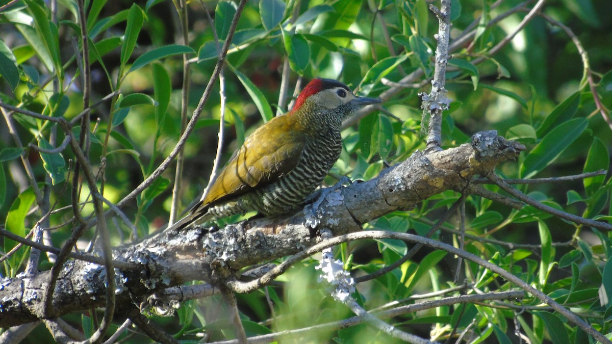 Golden-olive Woodpecker - ML492241131