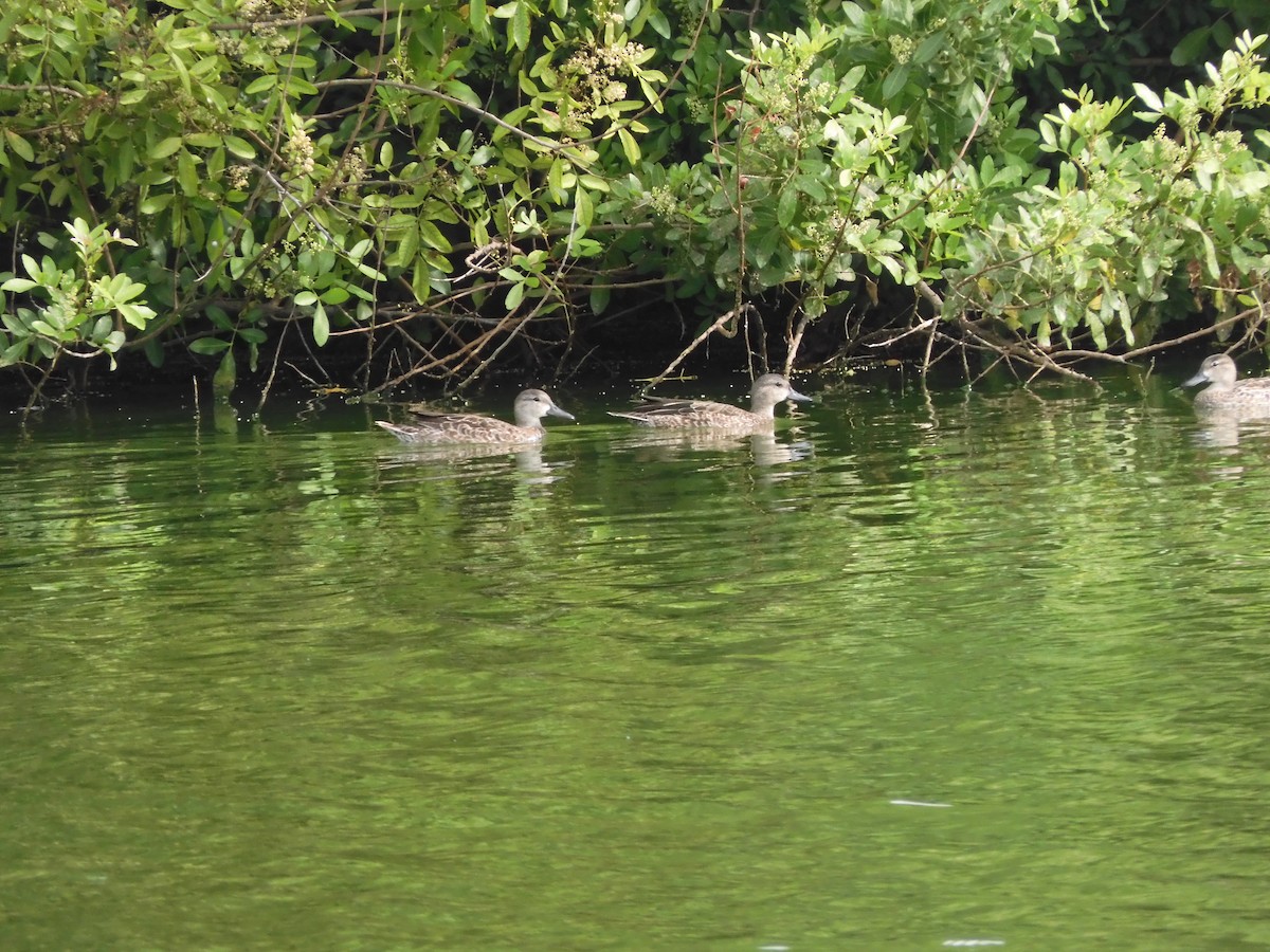 Blue-winged Teal - ML492241211