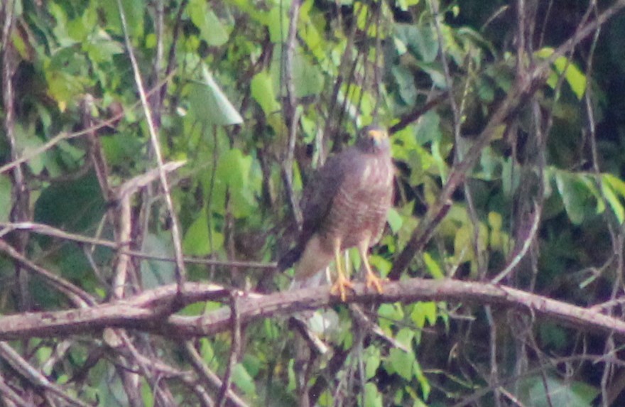 Roadside Hawk - ML492242331