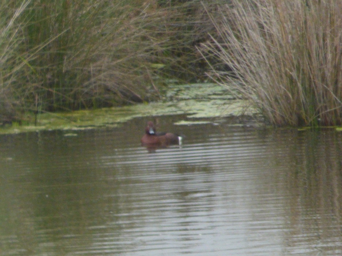 Ferruginous Duck - ML49224271