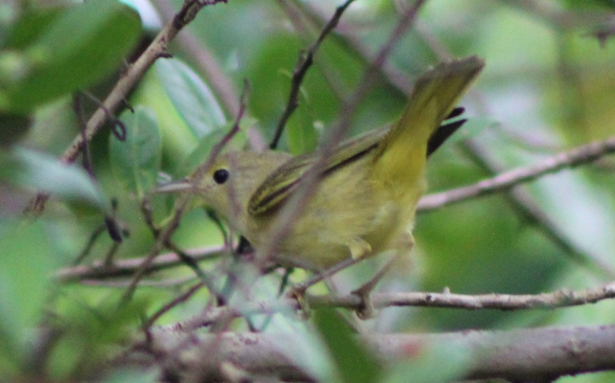 Paruline jaune - ML492243101