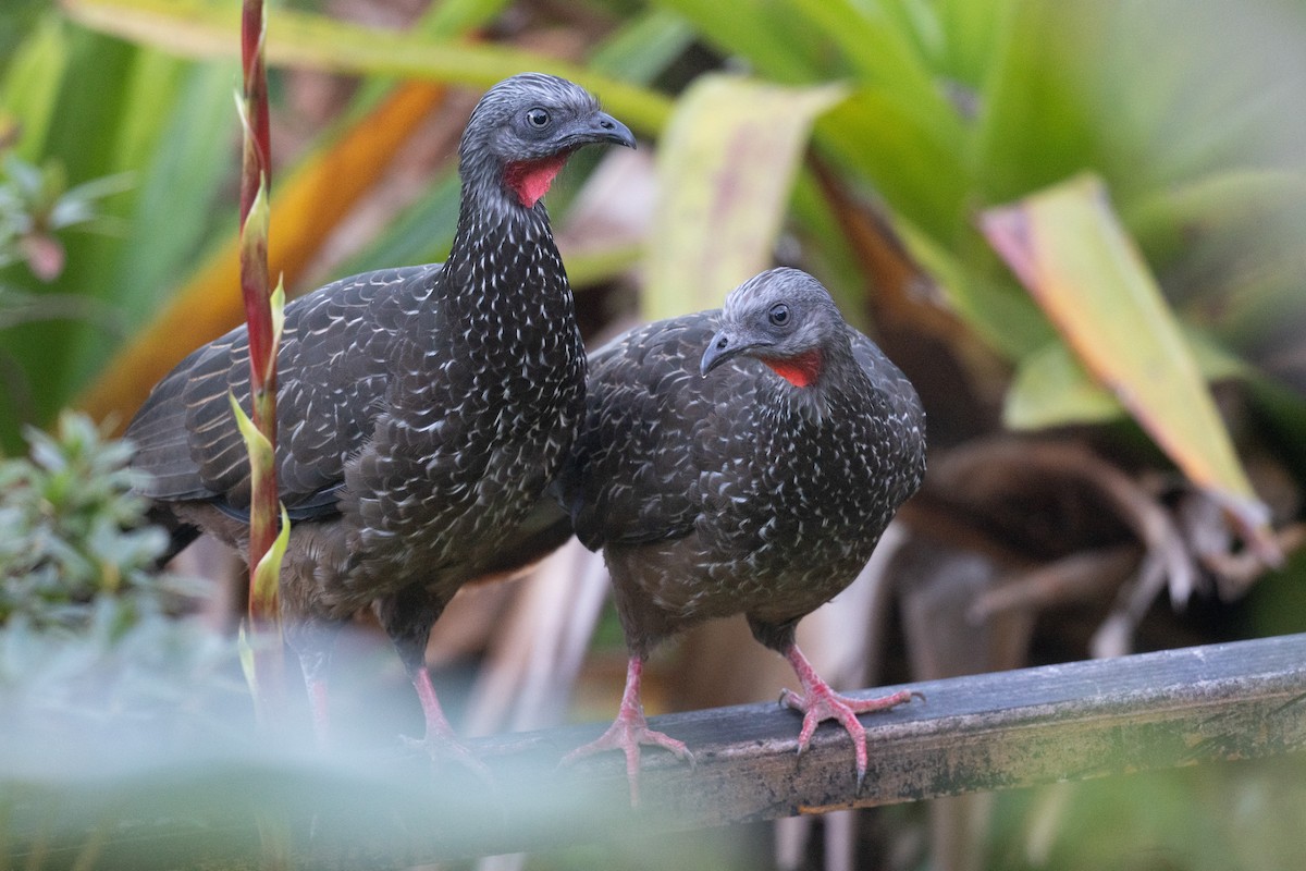 Band-tailed Guan - ML492243431