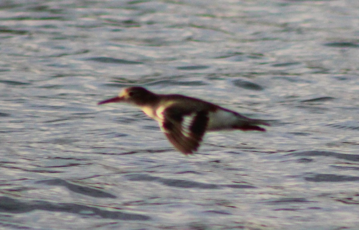 Spotted Sandpiper - ML492243871