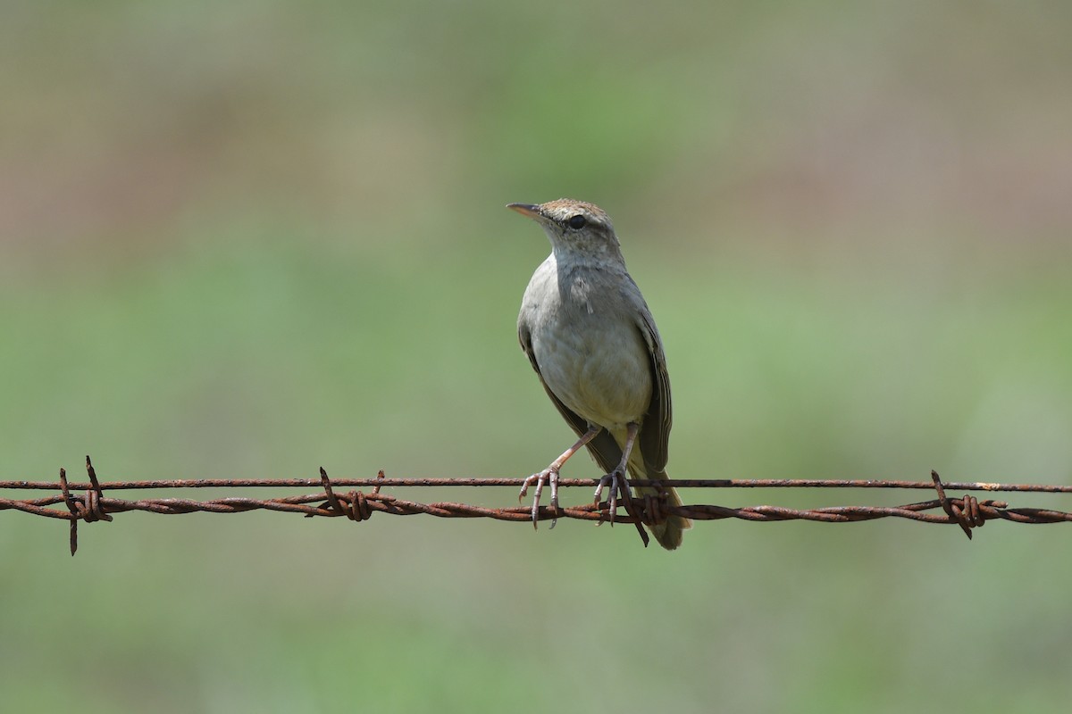 Rufous Songlark - ML492244141