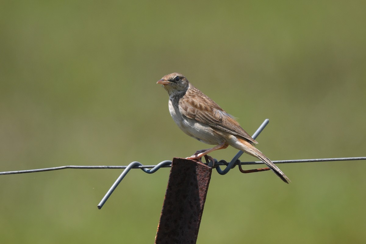 Rufous Songlark - ML492244151