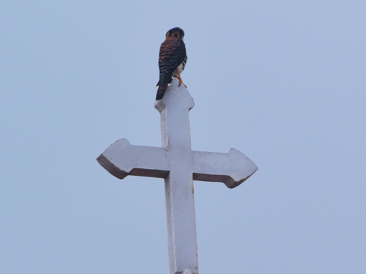 American Kestrel - ML492245141