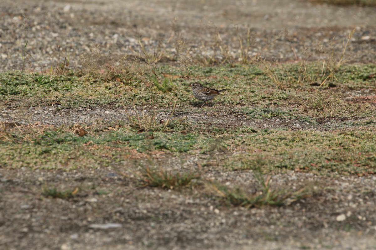 Chipping Sparrow - ML492245431