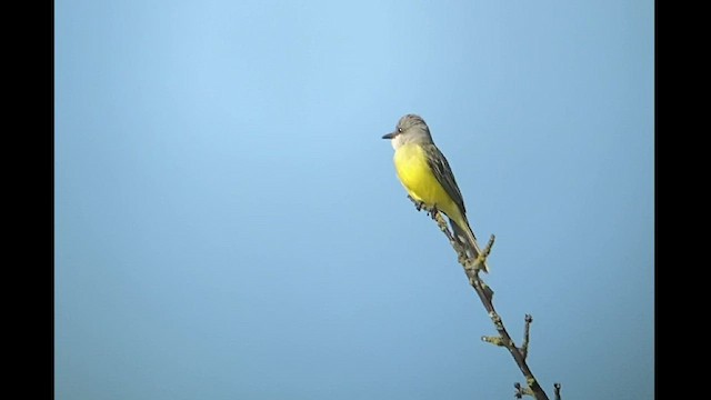 Tropical Kingbird - ML492245761