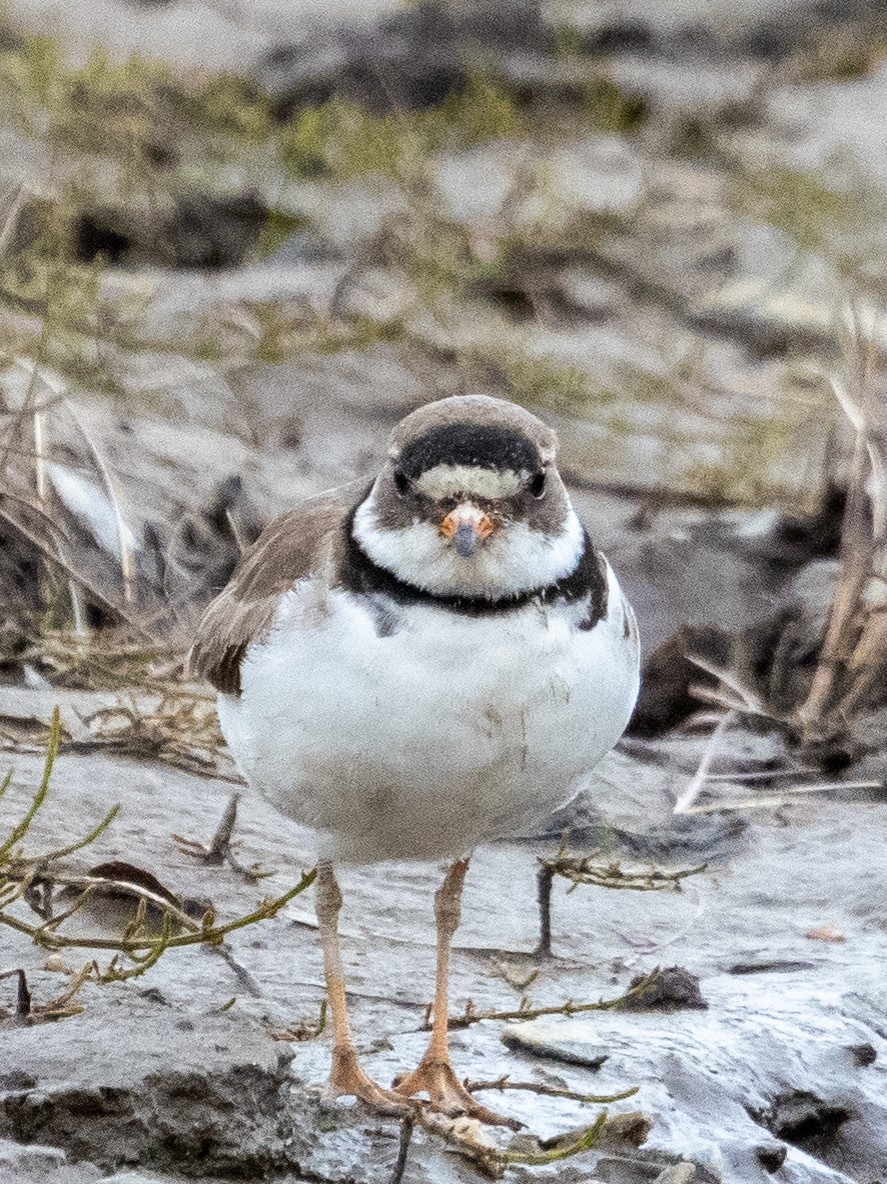 Semipalmated Plover - Travis ONeil