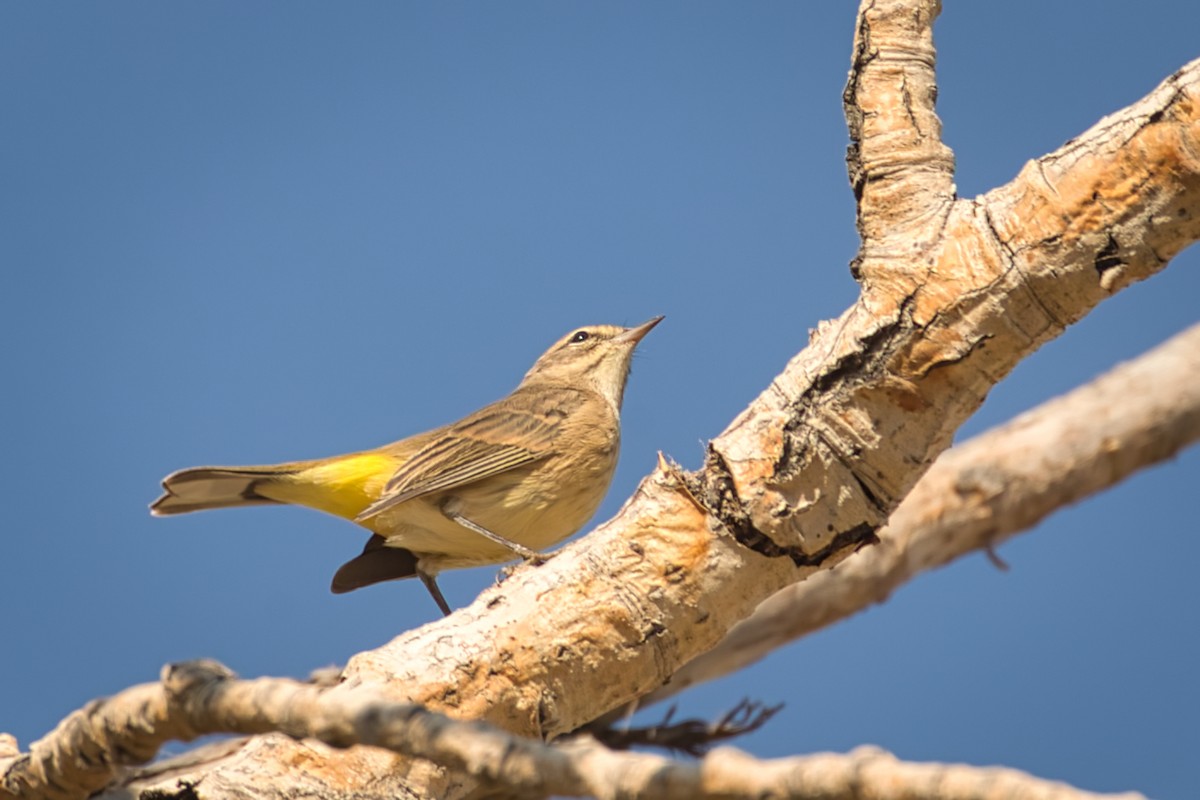 Palm Warbler - Anne Auclair  Moe